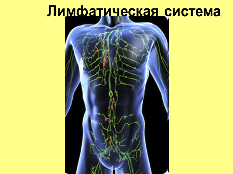 Лимфатическая система